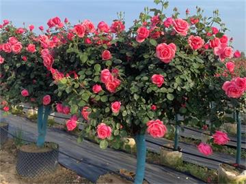渭南​富平：发展苗木花卉产业5.37万亩