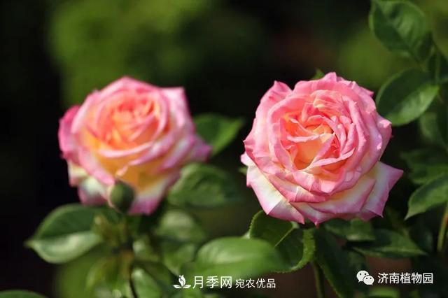 金秋花儿姹紫红，山东济南植物园万株月季与您“约会”佳节(图3)