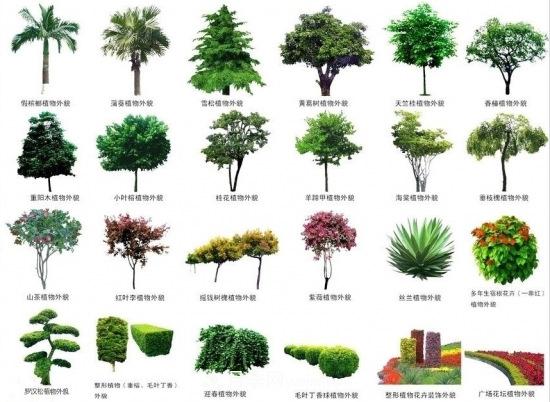 灌木苗木有哪些：21种常见灌木介绍(图2)