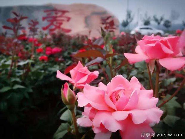 月季名园：北京爱情海玫瑰文化博览园(图1)
