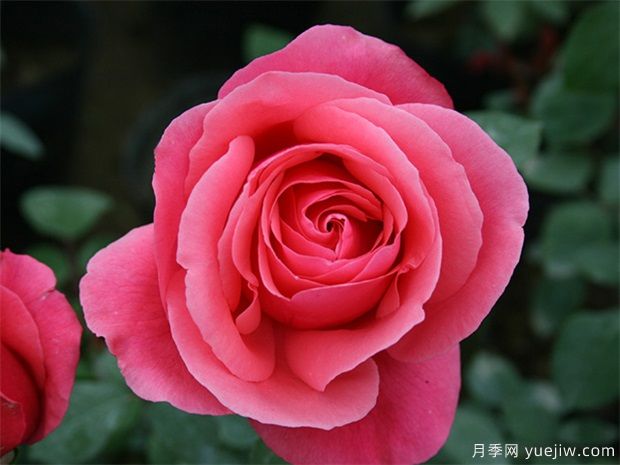 rose是什么，玫瑰和月季的区别到底在哪！(图1)