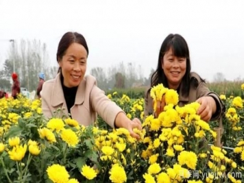 农民种植菊花，既能欣赏也能致富发家