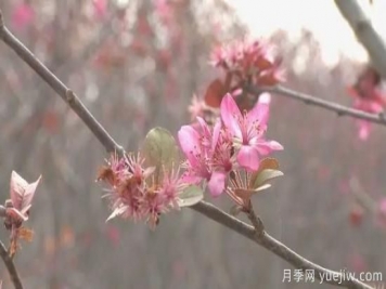 菏泽成武：千亩海棠反季节开花，逆袭深秋成一景