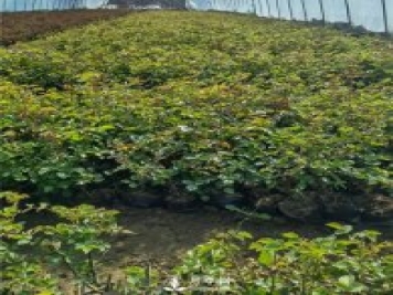 各类盆栽月季上市，南阳杯苗基地全国批发中