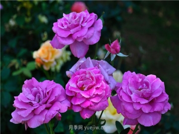 南昌滨江月季园，带你去看天下风流的江西月季花