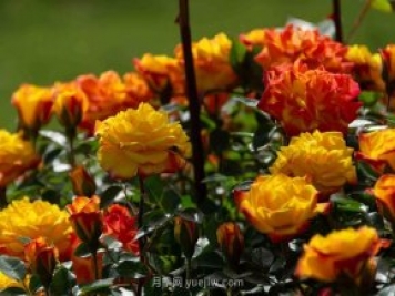 安阳市滑县森林公园月季花开放，赏花打卡正当时
