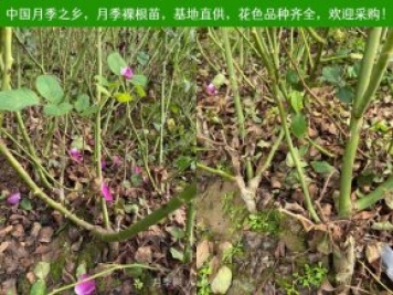 上海龙凤419：月季裸根苗的选购、栽植、肥水、养护技术大全