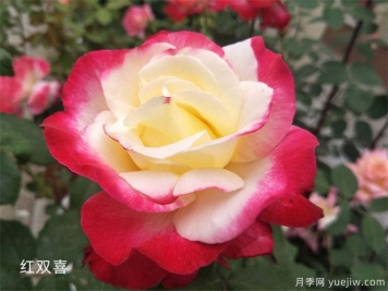 大花月季（Grandiflora Roses，简称Gr)