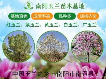 行道树的分类，常见的常绿行道树品种有哪些？