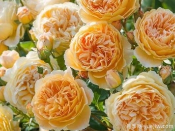 大花香水月季的养护方法，分享10种花香飘满屋