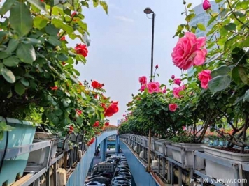 1.2万株月季盛开，南昌八一桥景观花廊拥抱春景