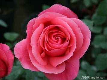 rose是什么，玫瑰和月季的区别到底在哪!