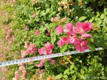 安吉拉月季盆栽苗，60厘米高基地发货