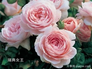 100种月季玫瑰品种图鉴大全，你认识有没有超过10个？