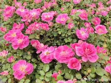 仙境盆栽月季杯苗粉色丰花，绿化工程批发