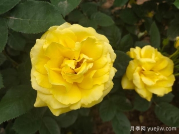 黄玫瑰的花语是什么？黄玫瑰的寓意和象征