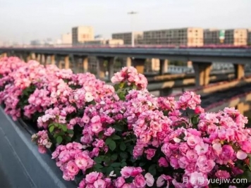 杭州高架月季实现定期开花，是如何进行花期调控的？