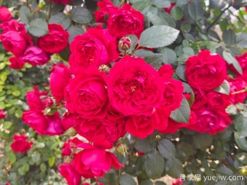 6款红色系的藤本月季品种，适合打造网红花墙