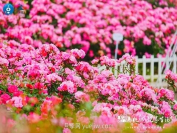 2024年第二届杭州市月季花展举办，赏500万株月季