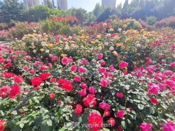 郑州月季公园40万株月季竞相绽放，感受花漾生活