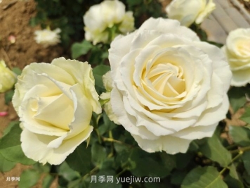 十一朵白玫瑰的花语和寓意