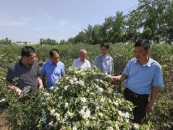 唐河唐栀子，地标农产品成农民增收致富的朝阳产业