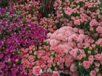 中国6大花市，全国花卉批发市场介绍