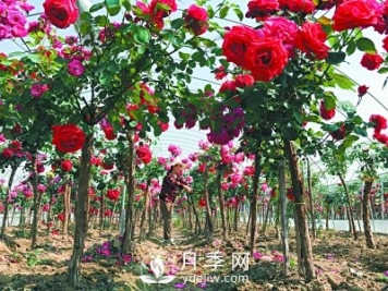 新品“月季树”为北京市花添色彩，居然引种自南阳内乡