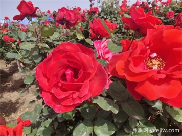 月季、玫瑰、蔷薇分别是什么？如何区别？