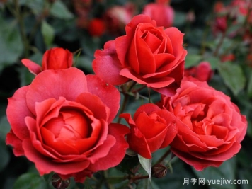 21朵玫瑰：不只是浪漫，还藏着这些深意