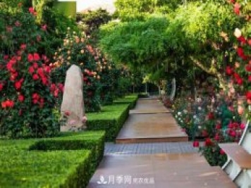 秦皇岛适合养月季花，市花和市树是什么