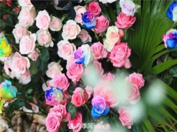 别惊讶，市面上卖的玫瑰竟都是月季？上海辰山植物园月季品种多