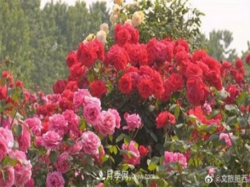 肥西县三河镇百亩树状月季园：花开正艳，产业增收