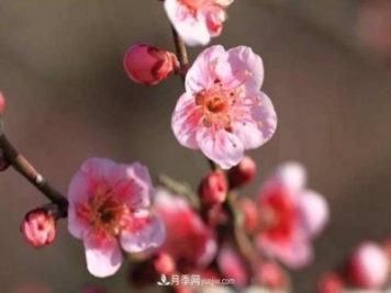 淮北市的市花是什么？月季花的花语寓意